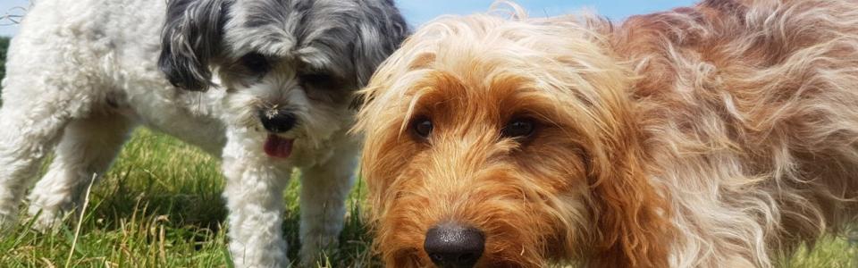Small dogs at Honeys Doggy Daycare