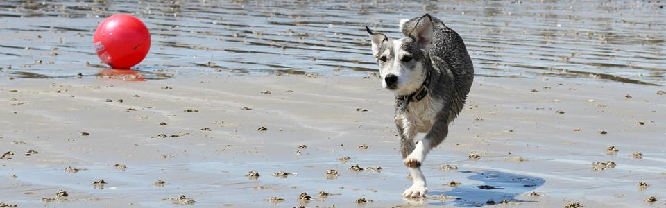 Dog Running on the Beach