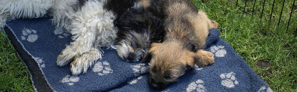 Puppies having some relaxation and rest