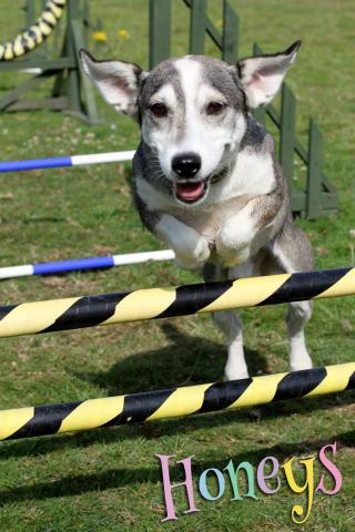 dog jumping agility cobham honeys doggy day care