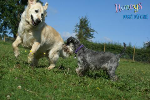 dogs running playing cobham honeys doggy day care