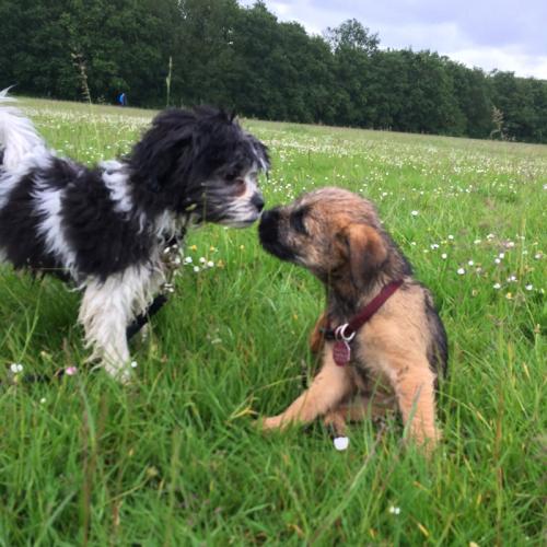 Puppies socialising outdoors