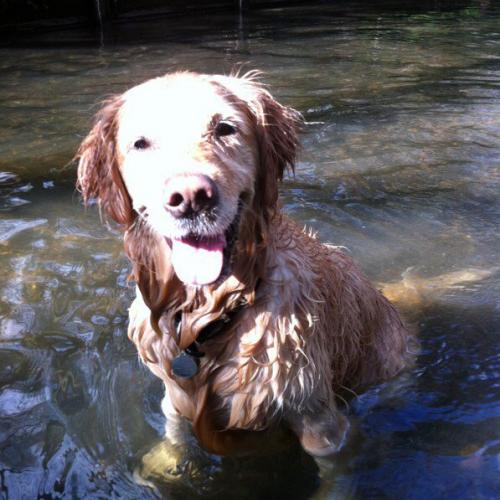 Dog relaxing in the water