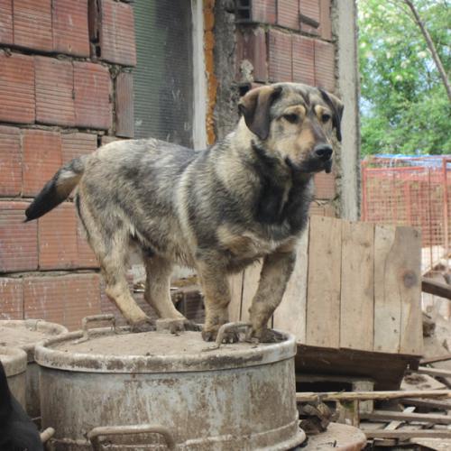Gizmo - A Serbian rescue dog awaiting rehoming in the UK