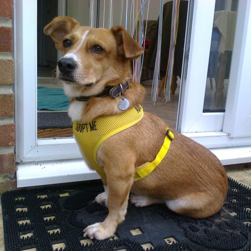 Leo - A Rescue Dog from Serbia awaiting adoption