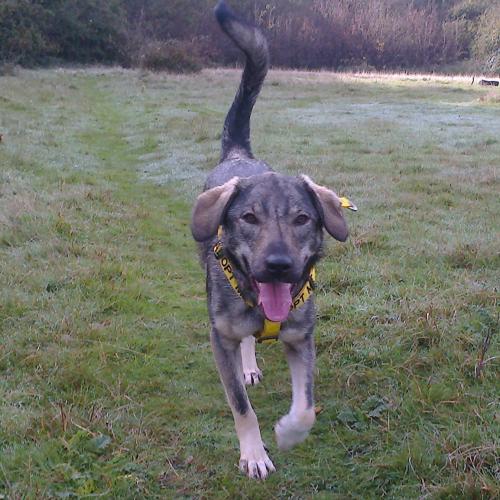 Oscar - A rescue dog from Serbia, Awaiting rehoming in the UK